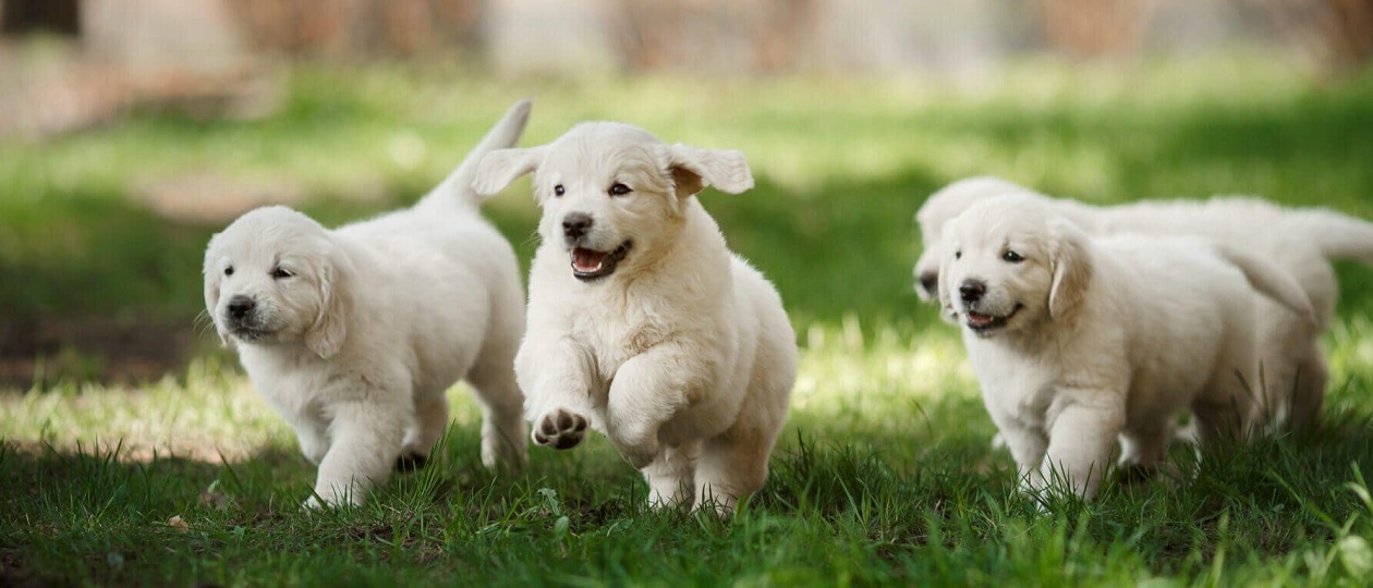 Puppies.jpg