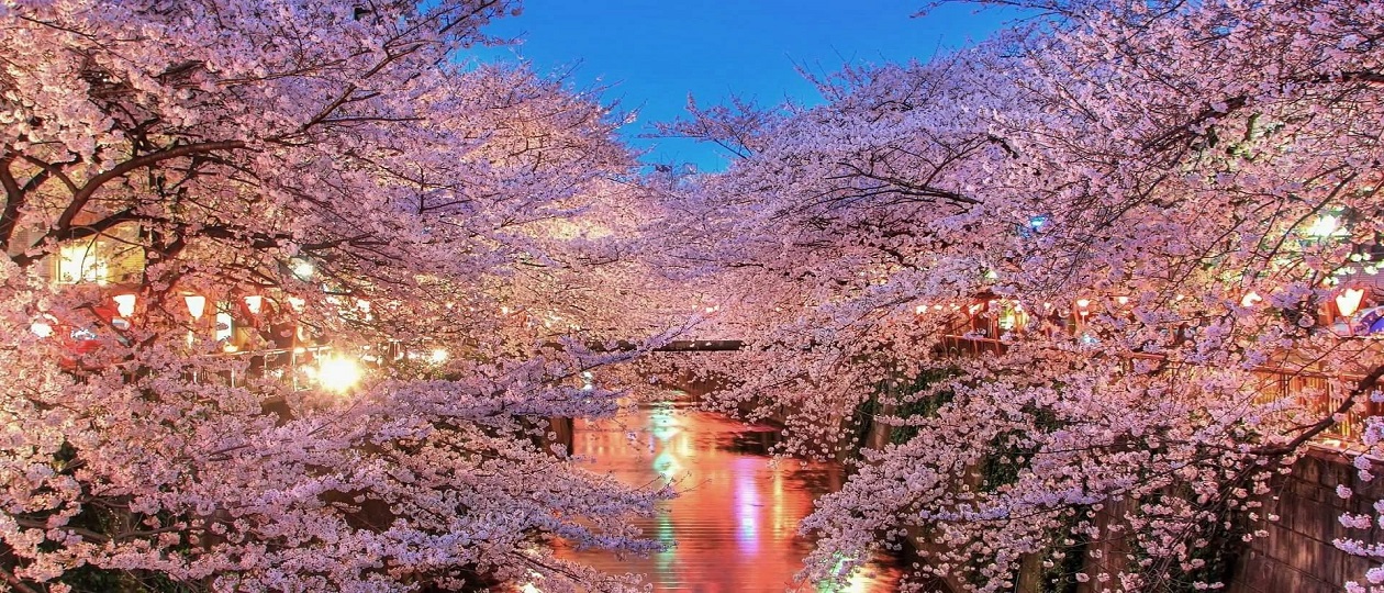 Sakura.jpg
