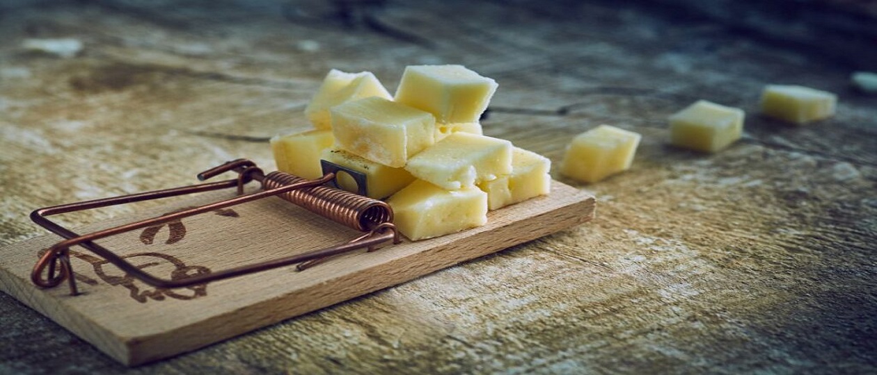 mousetrap-with-cheese.jpg