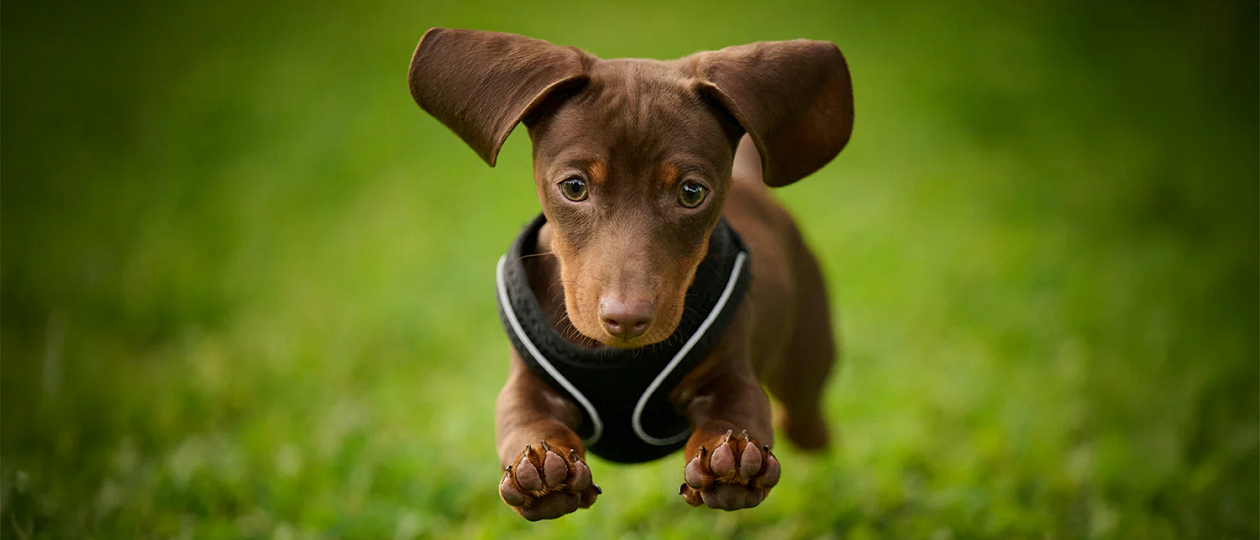 Kaiser-dachshund-puppy.png