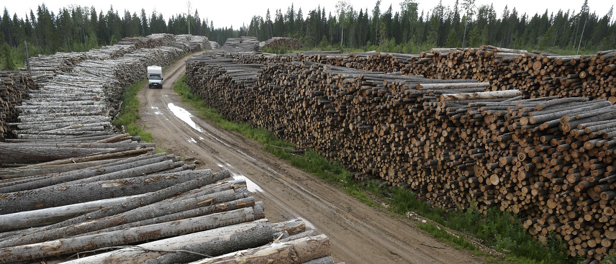 Forest-Logs.jpg