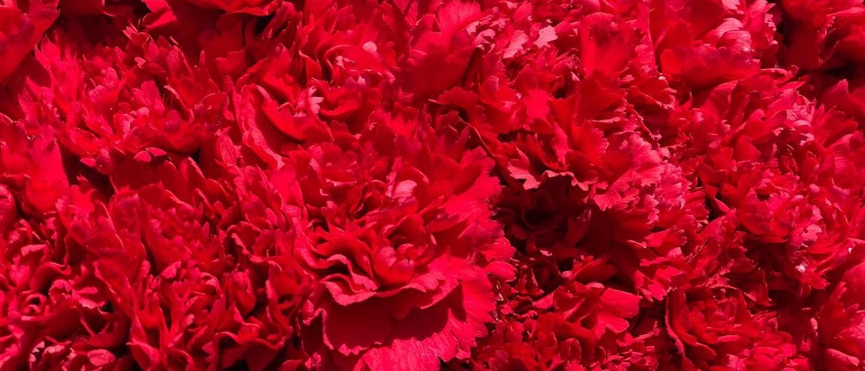 red-carnations.jpg