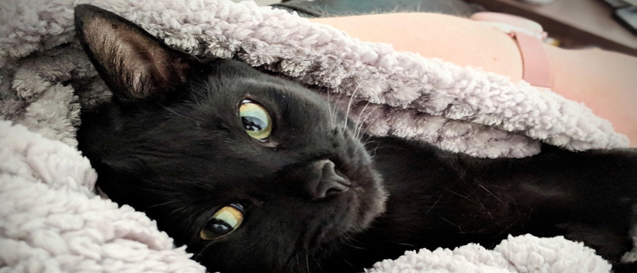 Cat.jpg
