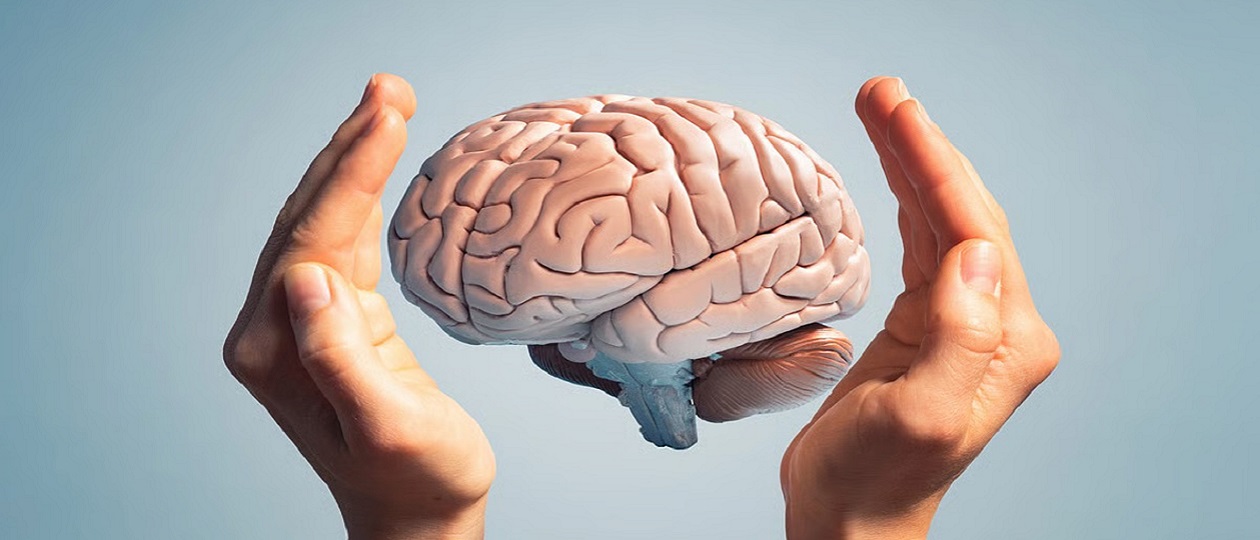 Human-Brain.jpg